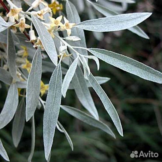 Лох узколистный серебристый