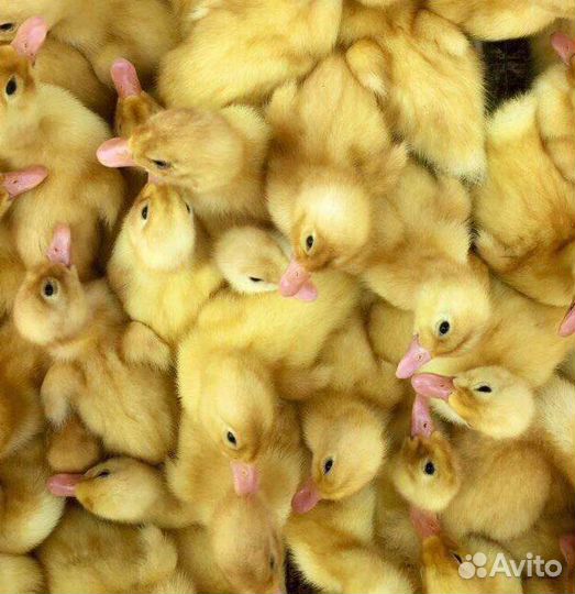 Утята, гусята, цыплята бройлеры, индюшата, муларды