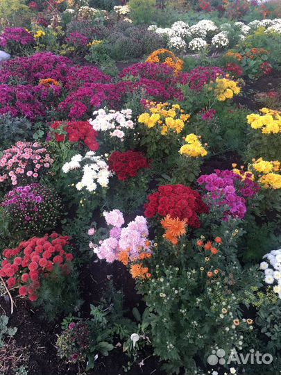 Хризантемы 5 сортов распродажa