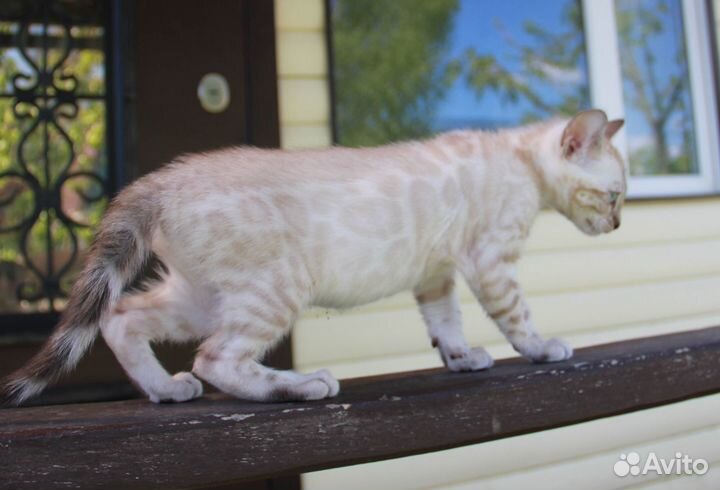 Синеглазый снежок