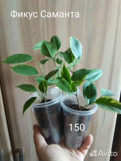 Фикус Саманта