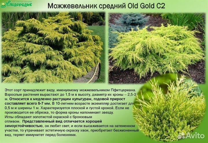 Можжевельник Олд Голд