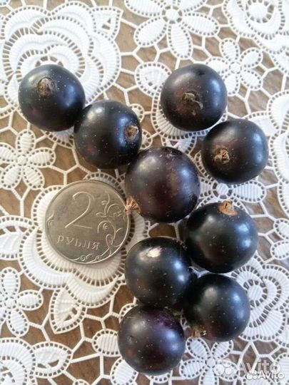 Усы клубники