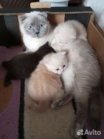 Шотландские котята