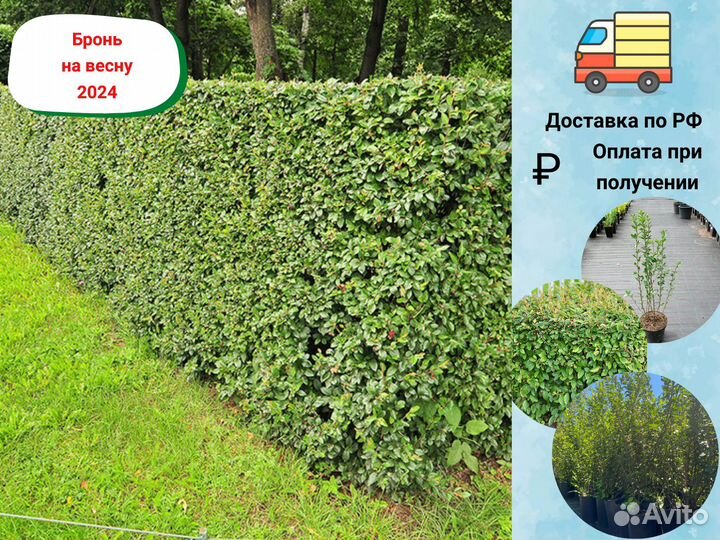 Кизильник блестящий, живая изгородь