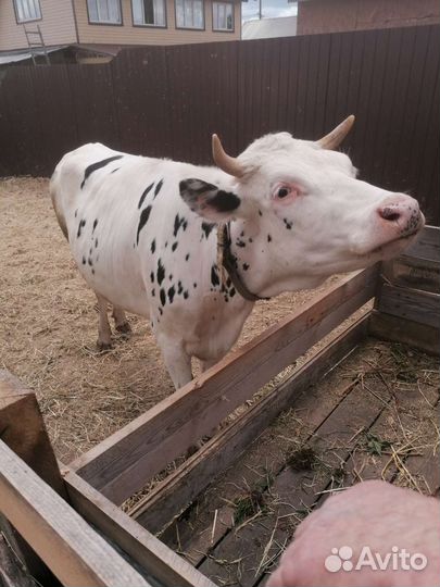 Телки стельные