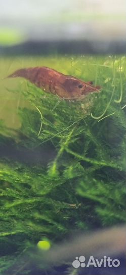 Гуппи, криветки,улитки,растения в аквариум