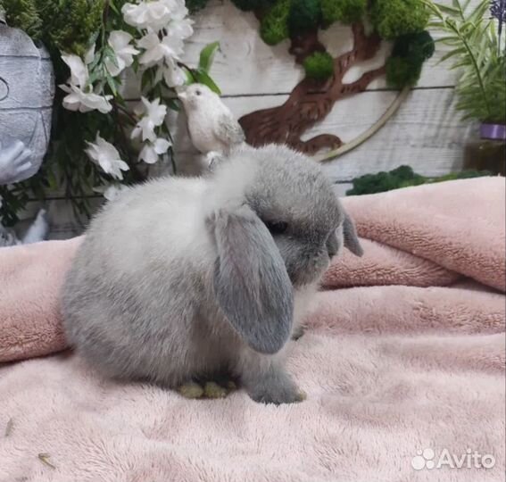 Карликовый кролик