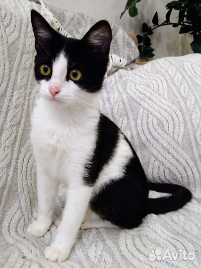 Котик в добрые руки