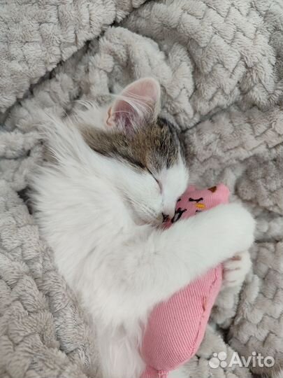 Кошка (3,5 месяца)