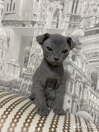 Донской сфинкс велюр