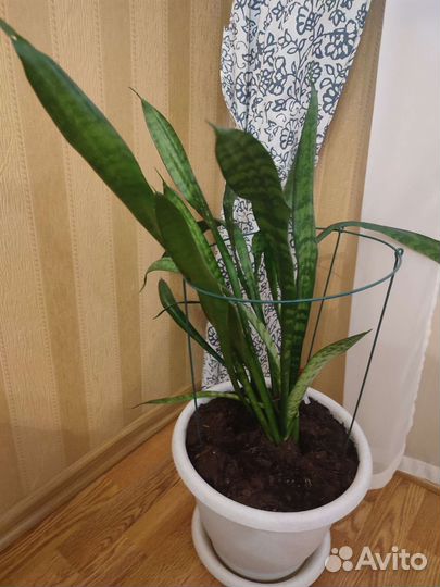 Сансевиерия