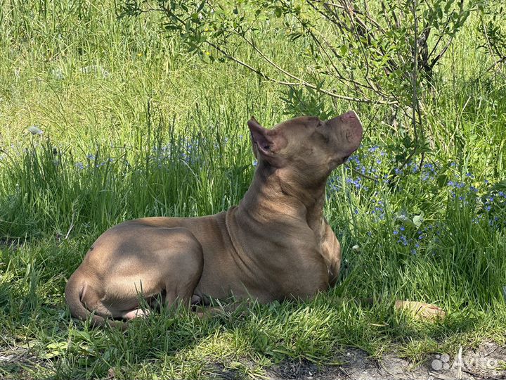Питбуль Red Nose вязка, кобель 2,5 года