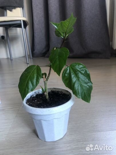 Гибискус китайская роза