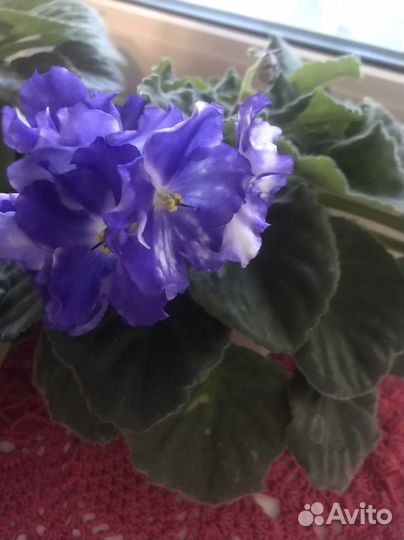 Сортовые фиалки