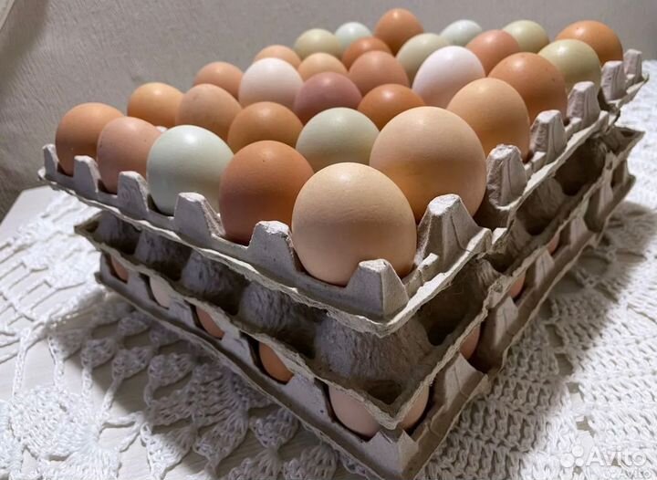 Домашние куриные яйца