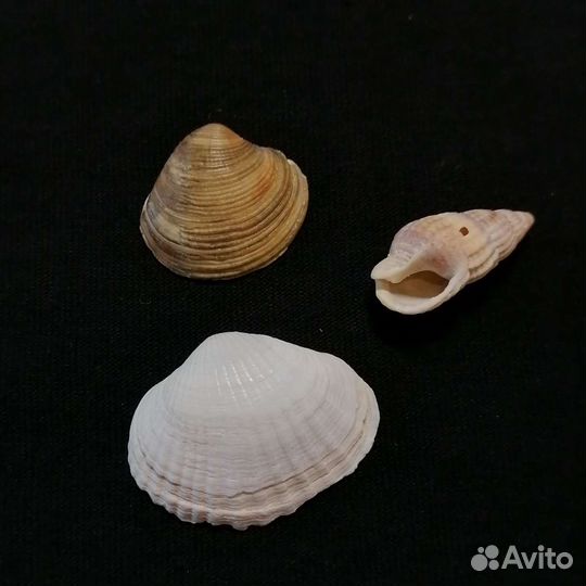 Морские ракушки