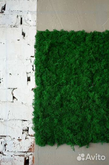 Стабилизированный мох панели