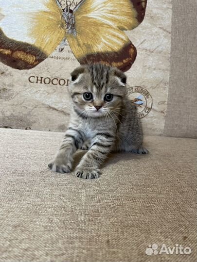 Шотландские вислоухие и прямоухие котята