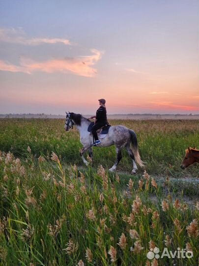Конные прогулки