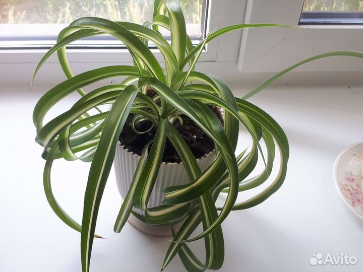 Растения для дома