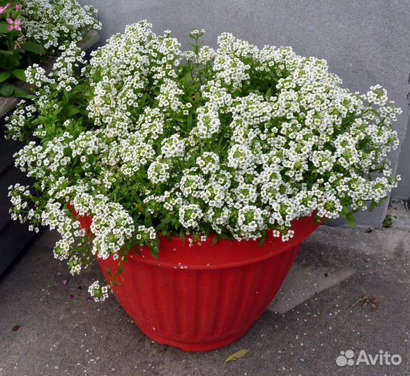 Алиссум клеа кристалл