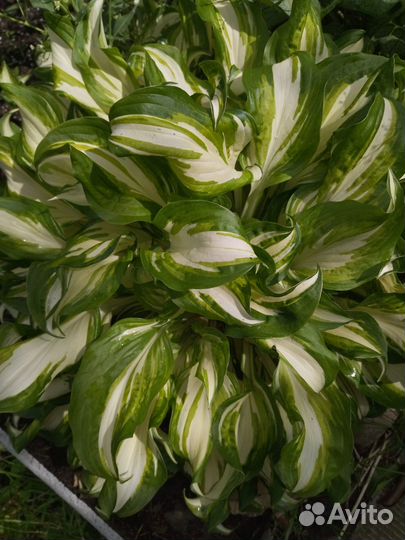 Продам хосты