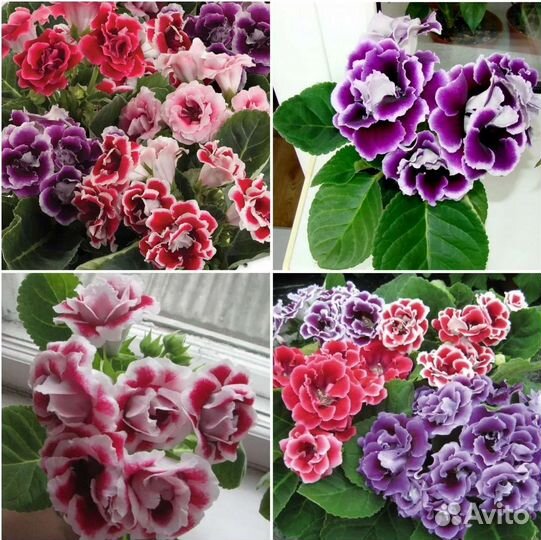 Глоксиния и Стрептокарпус семена