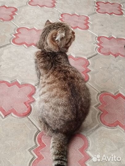 Кошка вислоухая