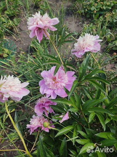 Пион розовый куст