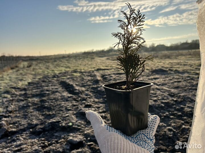 Туя западная Смарагд