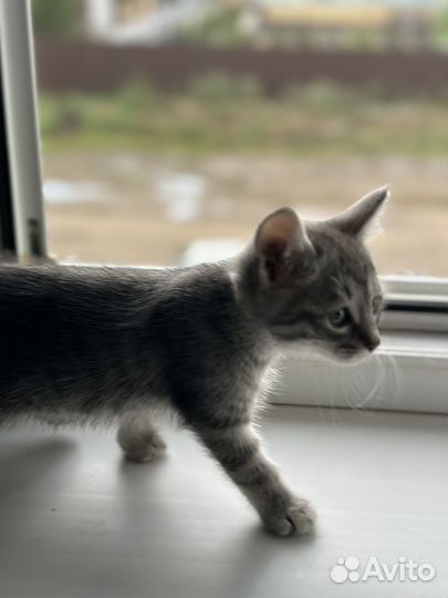 Котята в добрые руки бесплатно