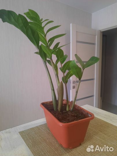 Замиакулькас