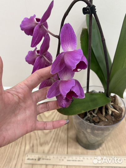 Орхидея фаленопсис пелорик