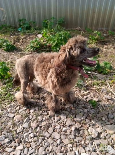 Мальчики пуделечки мини