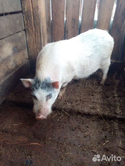 Вьетнамский хряк