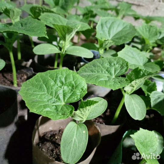 Рассада,помидор, огурцов, капусты