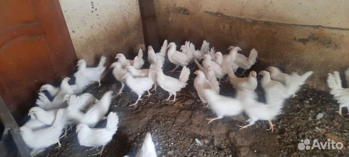 Куры.Петухи