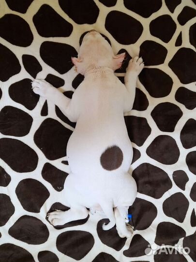 Ветеринарный врач на дом