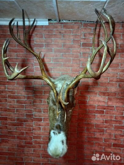 Чучело головы оленя