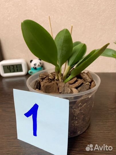 Продам орхидею