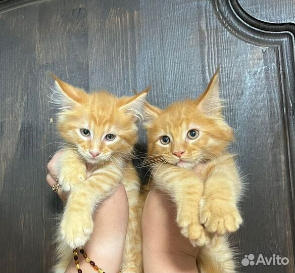 Котята Мейн Кун