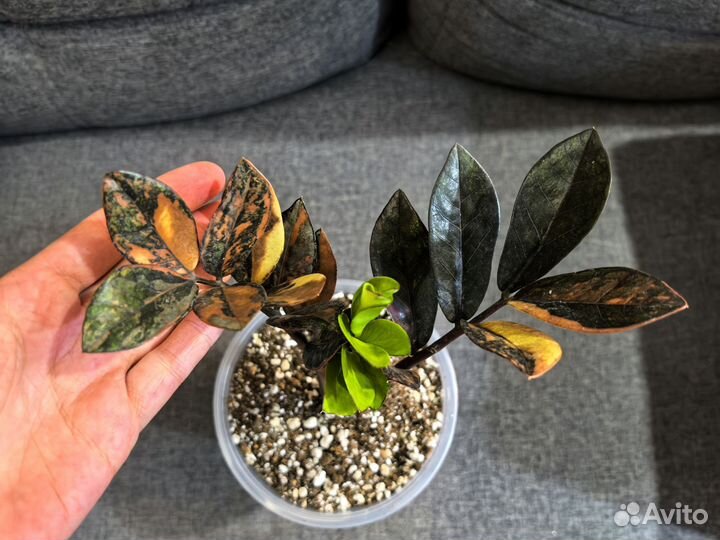 Замиокулькас вариегатный Блэк Оранж Сильвер