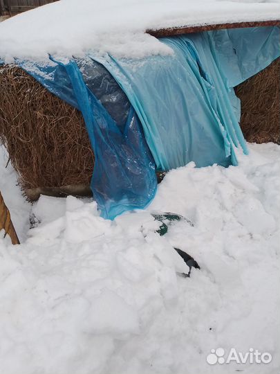 Продам сено в рулонах