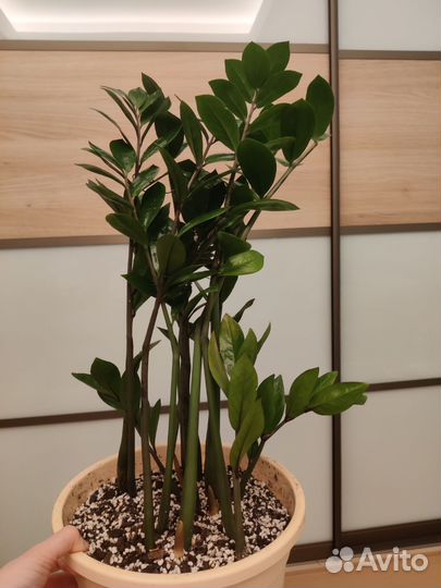 Замиокулькас