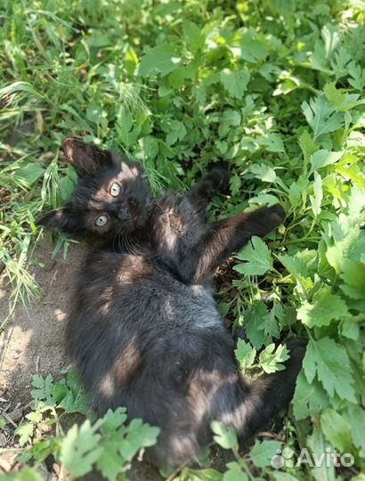 Отдам котят в добрые руки)