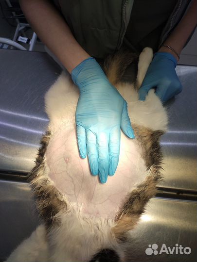 Ветеринарный врач