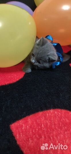 Отдам котят