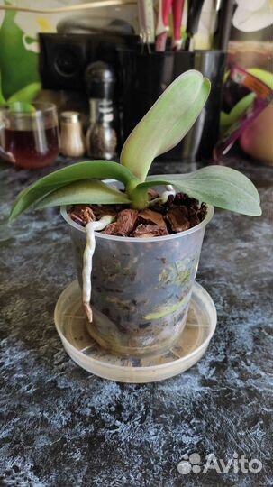 Орхидея фаленопсис