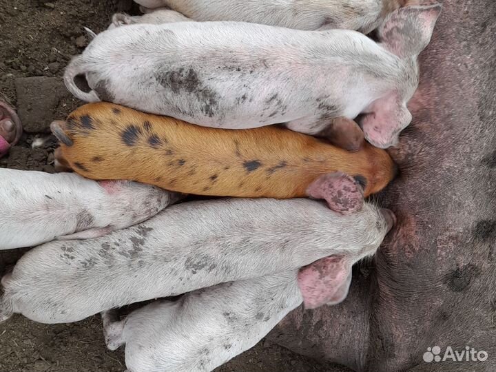 Продаю поросят месяц и ниделя